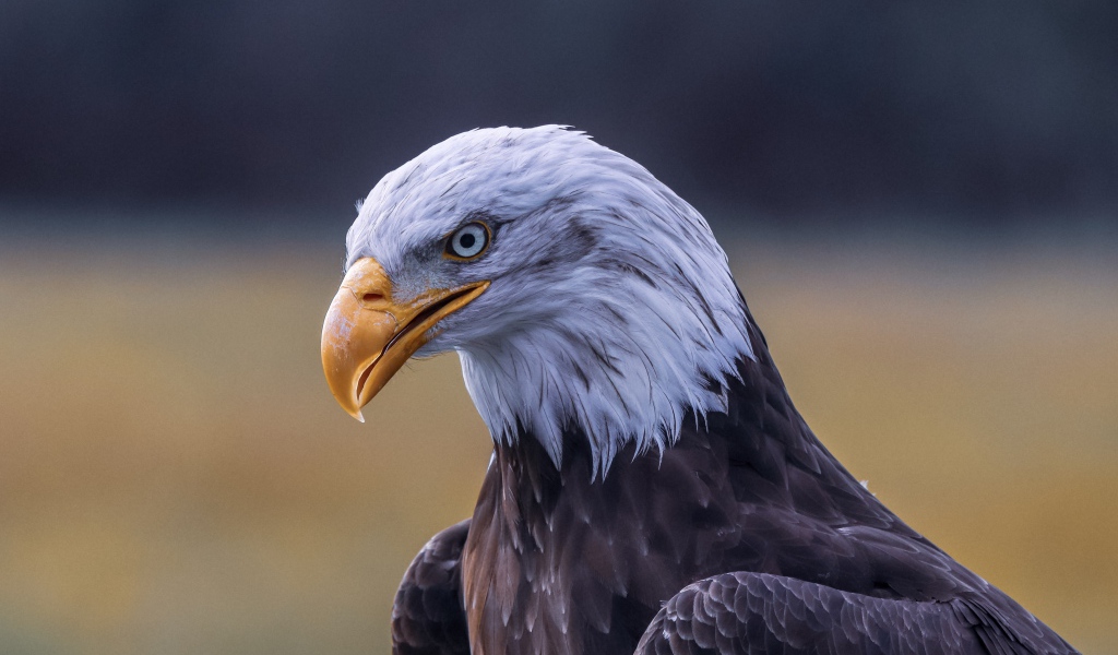 Голова белоголового орлана с острым желтым клювом