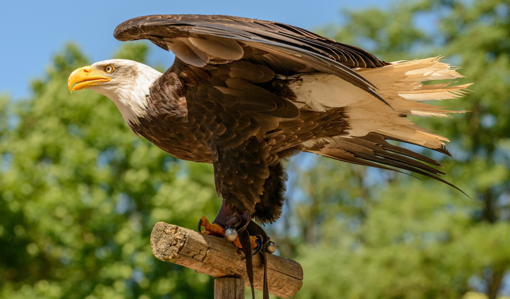 Белоголовый орлан расправил крылья