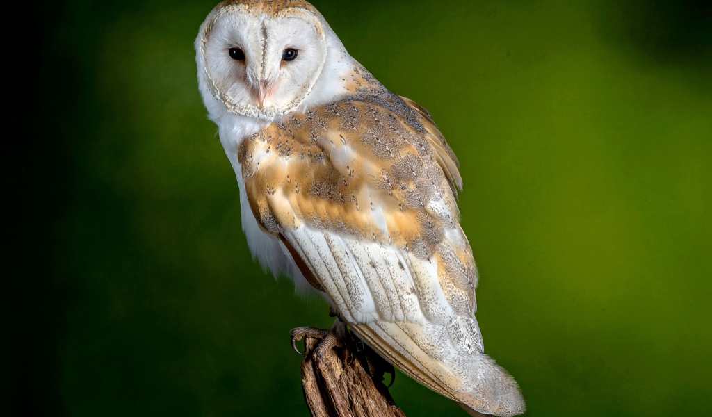 Обыкновенная Сипуха сидит на ветке на зеленом фоне