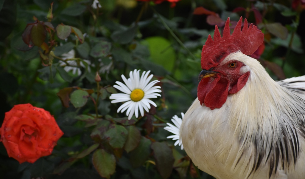 Красивый большой домашний петух на фоне роз