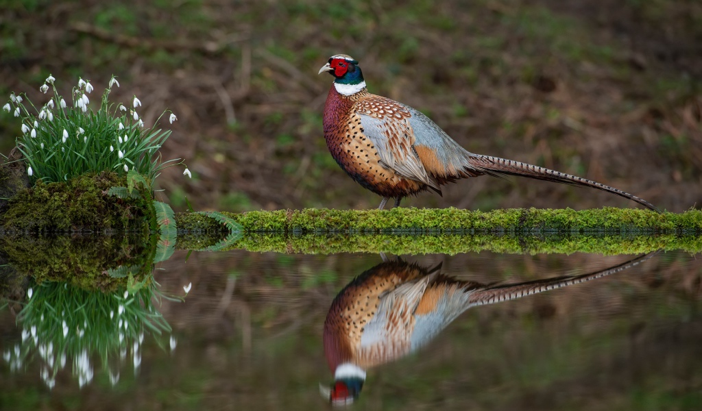 Красивый разноцветный фазан стоит у воды с подснежниками