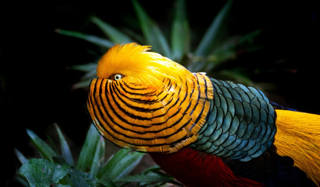 Красивый разноцветный золотой фазан в зеленых листьях 