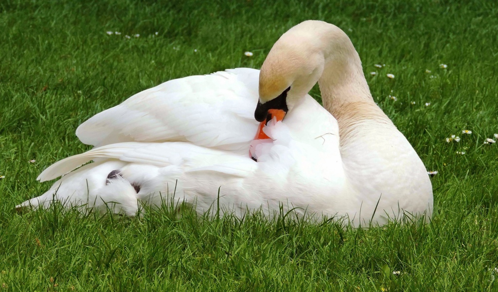 Красивый белый лебедь лежит на зеленой траве 