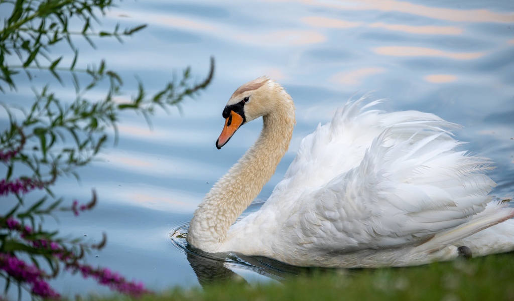 Красивый белый лебедь на берегу пруда 