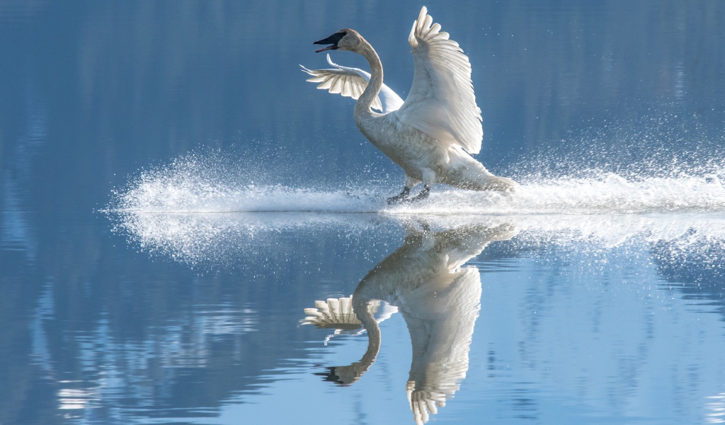Красивый белый лебедь садится на воду