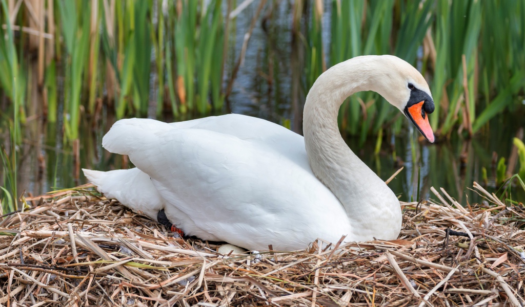 Красивый белый лебедь сидит с яйцами на гнезде