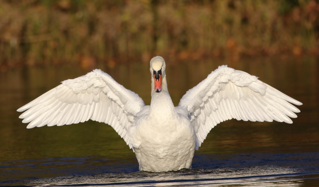 Beautiful white swan spread its wings in a pond