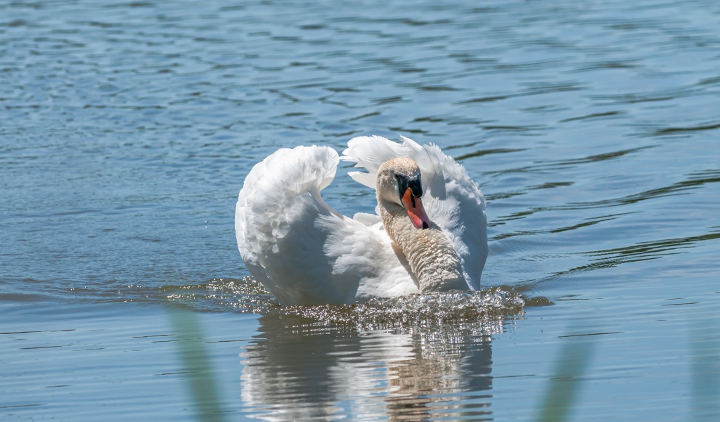 Beautiful white swan swims in the water