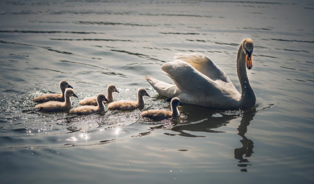 Красивый белый лебедь с птенцами в воде 
