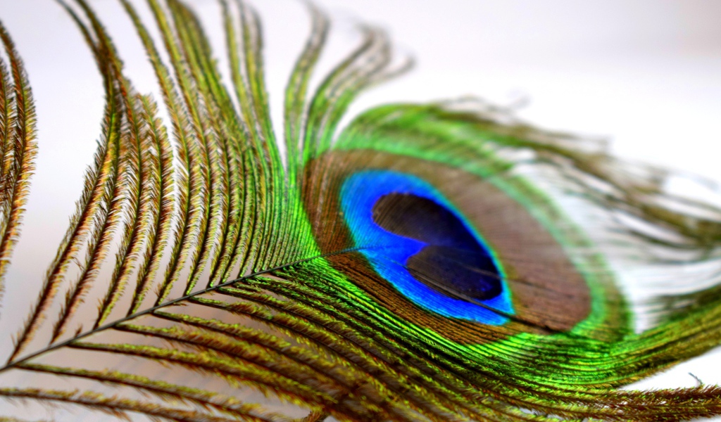 Большое красивое перо павлина крупным планом
