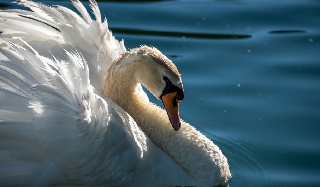 Большой красивый белый лебедь в воде крупным планом
