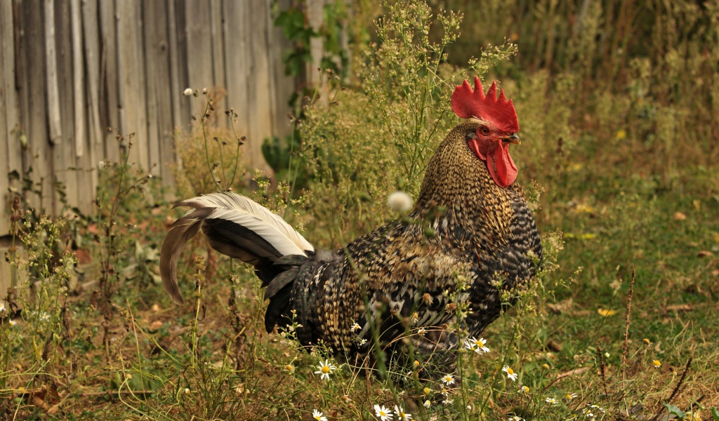 Большой коричневый петух у забора 
