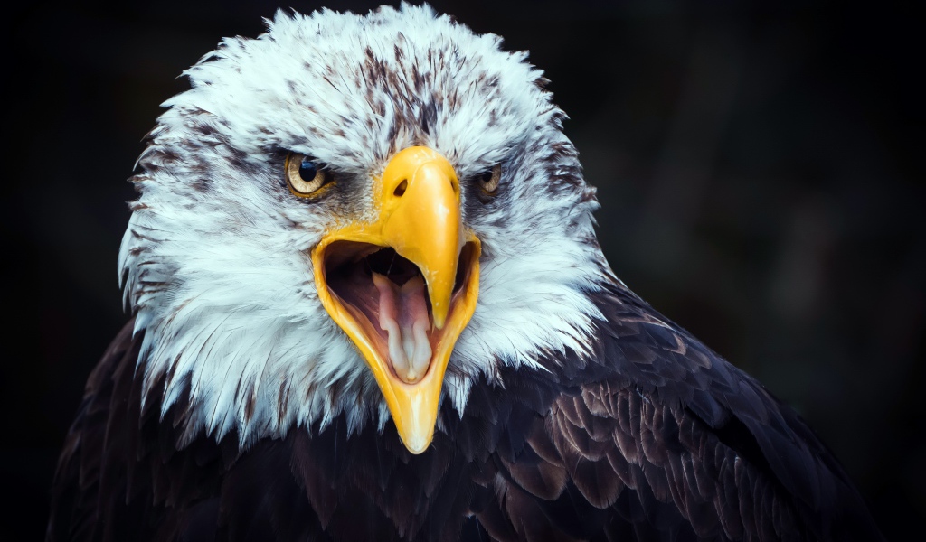 Big eagle with open yellow beak