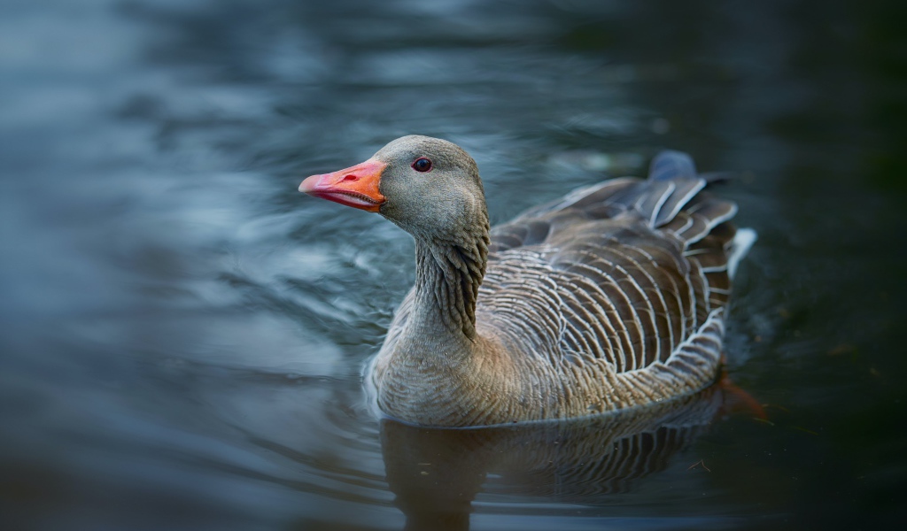 Большой серый гусь плавает в воде 