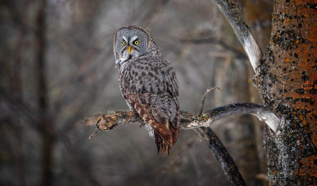 Большая серая сова с желтыми глазами на ветке в лесу