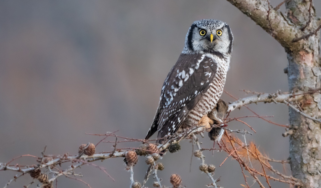 Большая сова сидит на ветке с добычей 