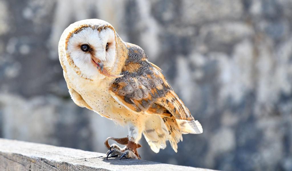 Большая сова сидит на заборе 