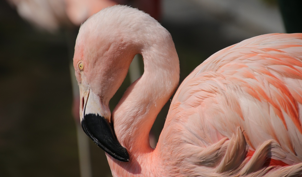 Большой розовый фламинго крупным планом 
