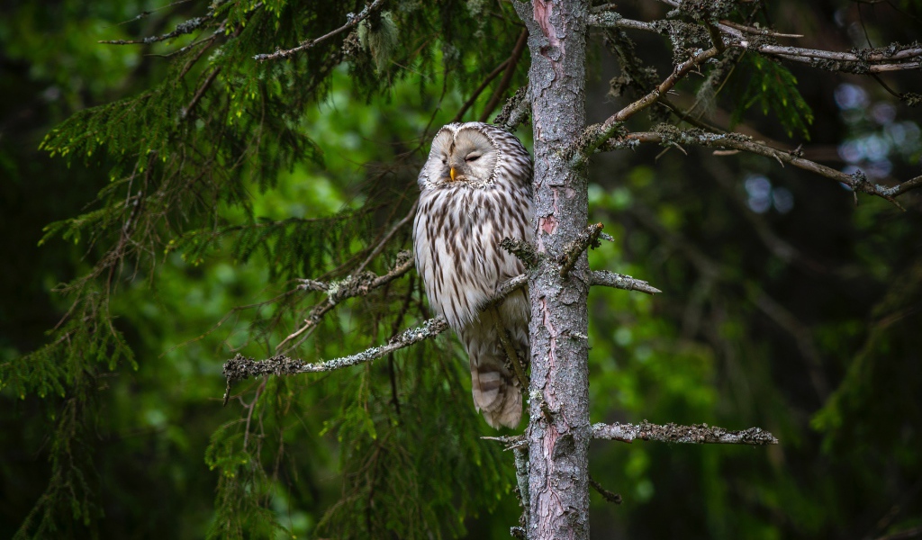 Большая сонная сова на ветке ели