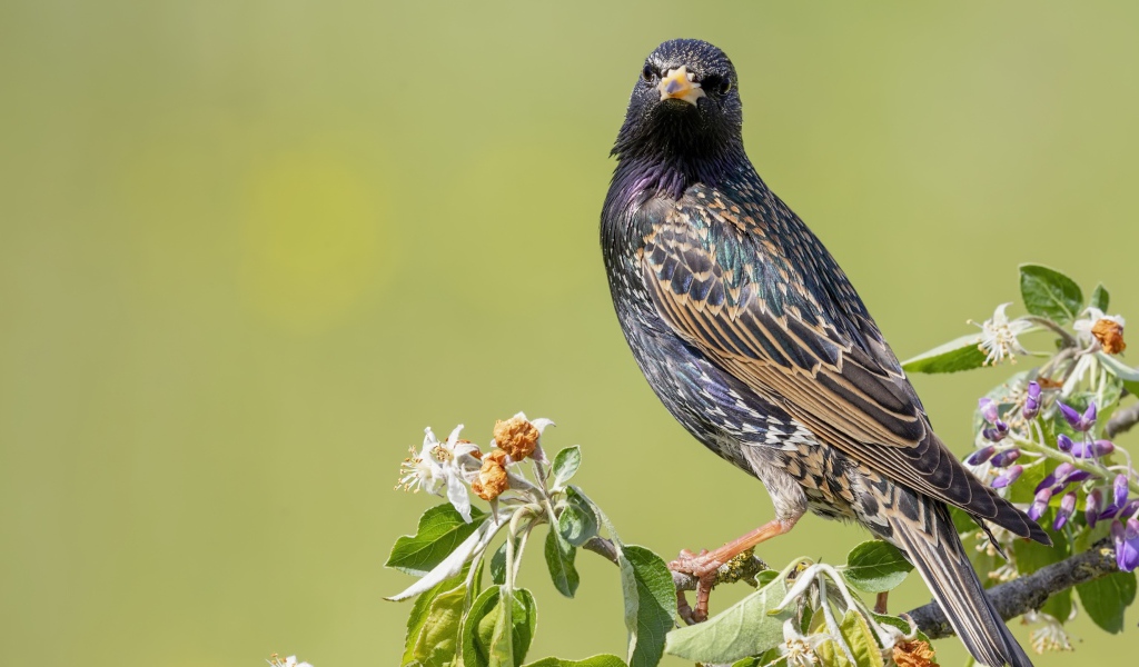 Big starling sits on a tree branch