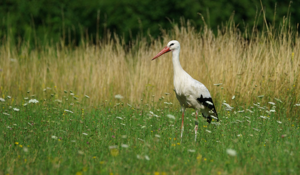 Большой аист идет по зеленой траве