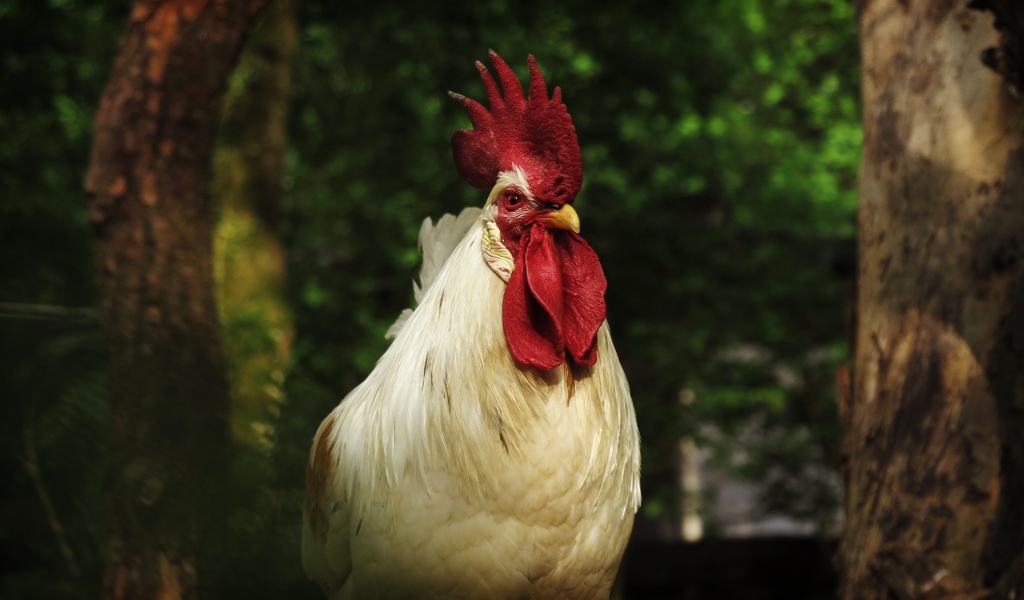 Большой  белый домашний петух с красным гребнем
