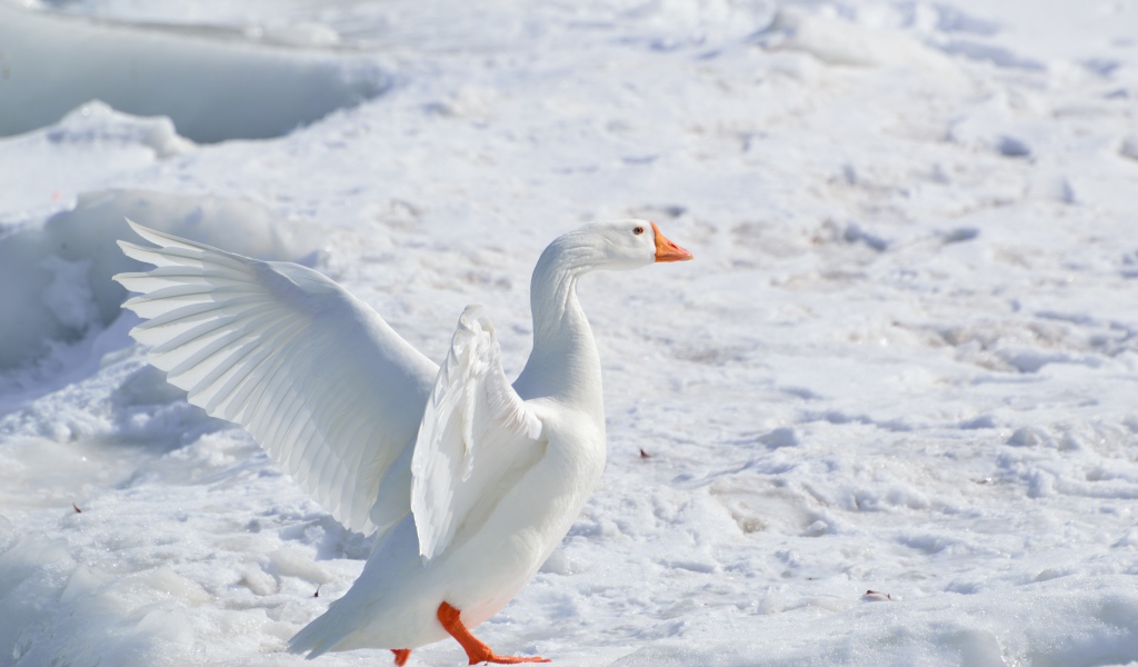 Большой белый домашний гусь на снегу 