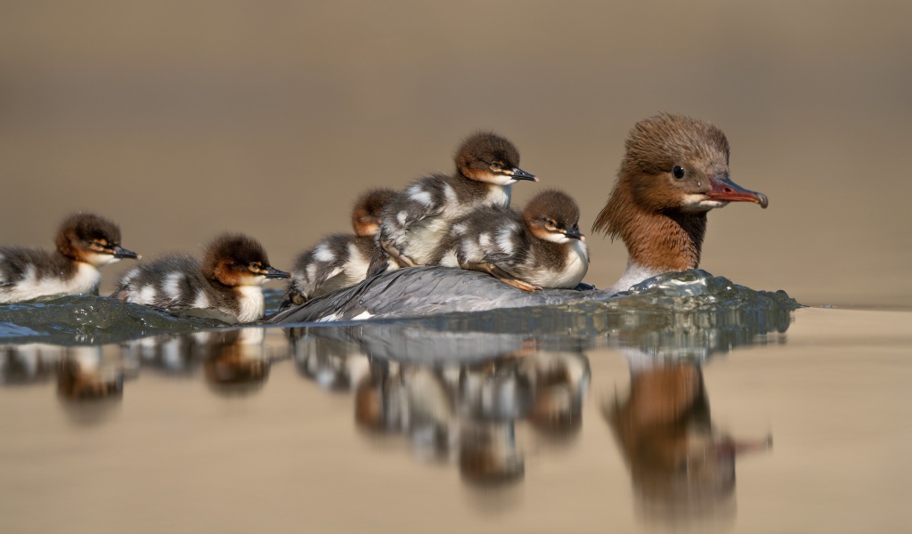 Птица в воде с маленькими птенцами 