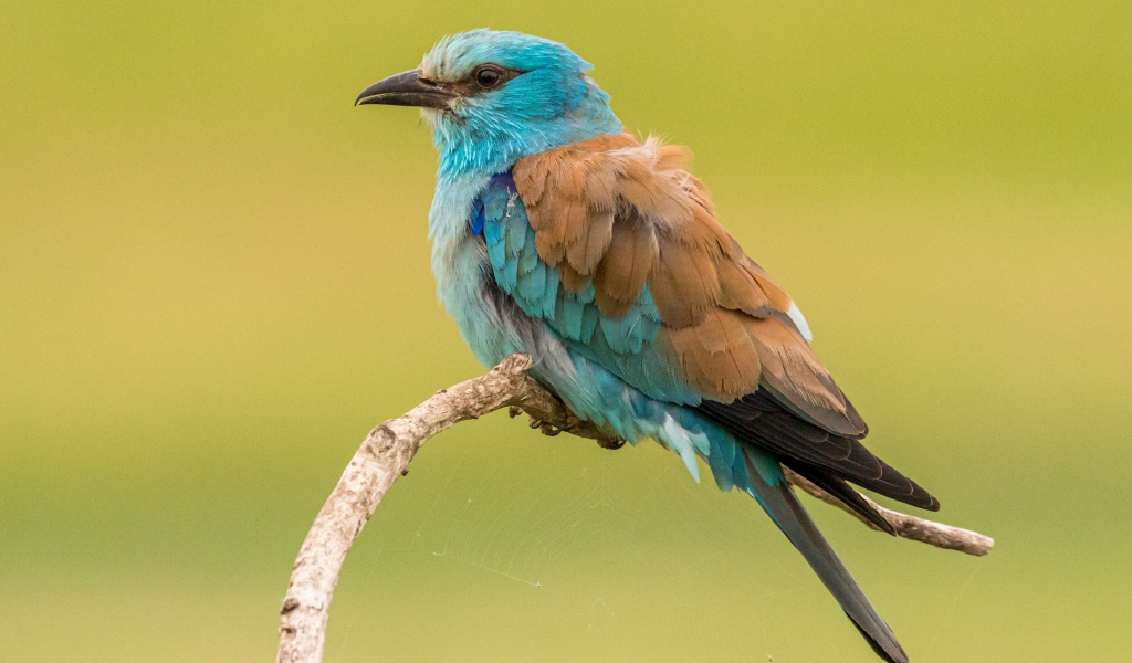 Птица зимородок  сидит на ветке на желтом фоне