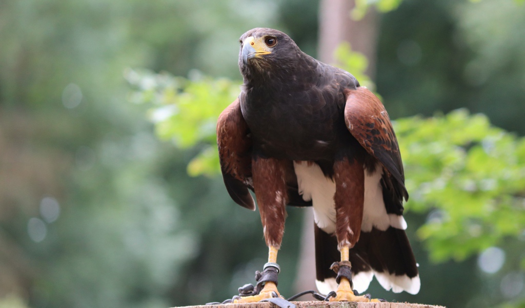 Хищная птица сидит на пне 