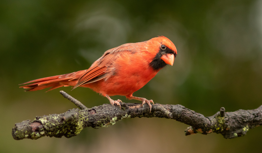 Птица красный кардинал на ветке дерева