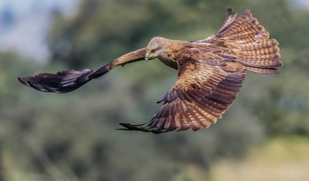 Черный коршун на охоте
