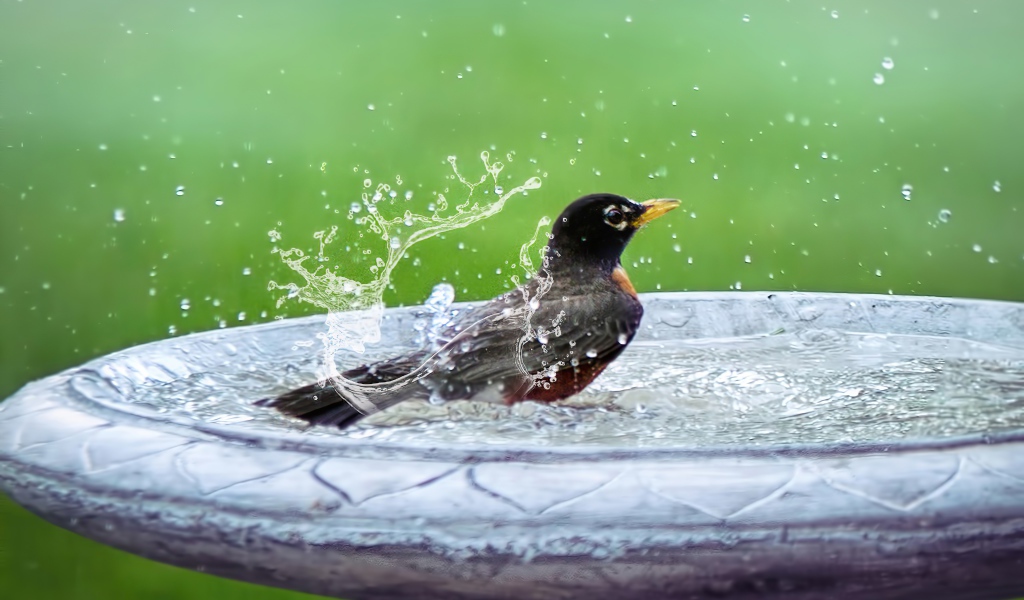 Черный скворец купается в воде 