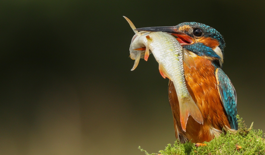 Яркая птица зимородок с рыбой в клюве