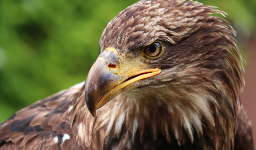 Коричневая хищная птица с острым клювом 