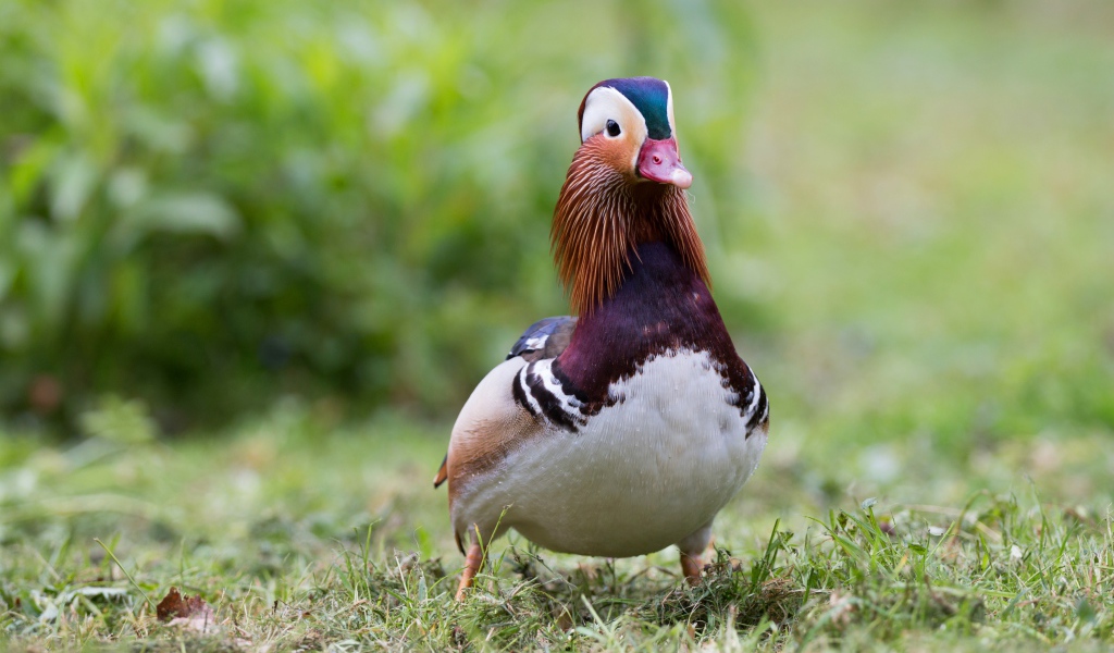 Милая уточка мандаринка идет по траве