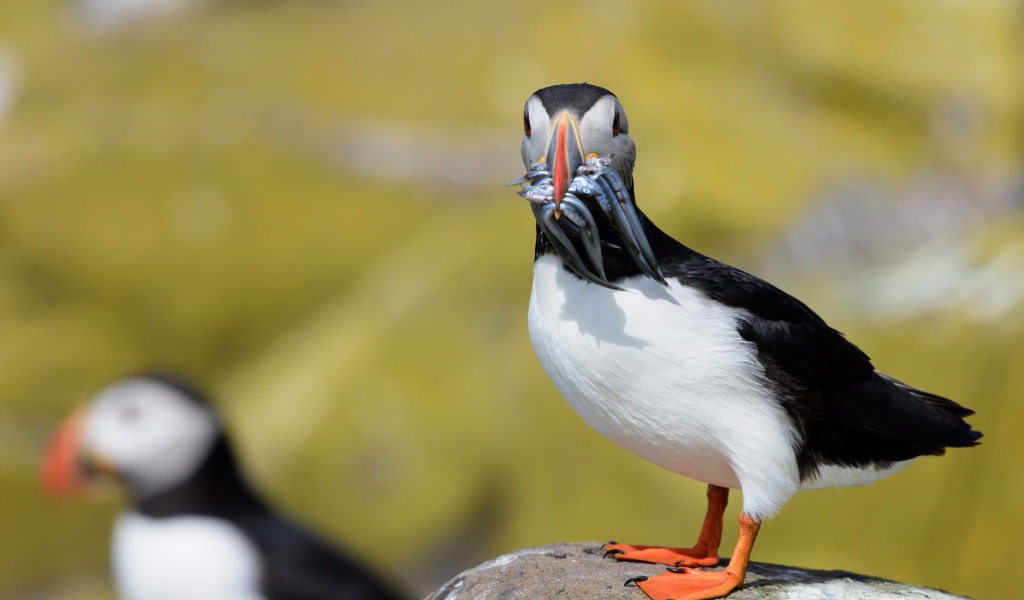 Тупик с рыбой в клюве стоит на камне
