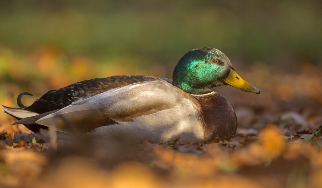 Утка сидит на сухой листве 