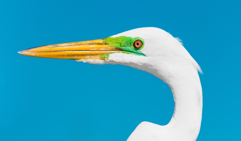 Голова белой цапли с острым клювом на голубом фоне 