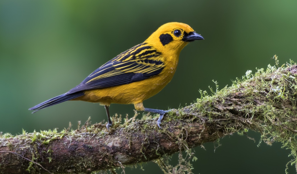 Птица золотая тангара сидит на ветке 