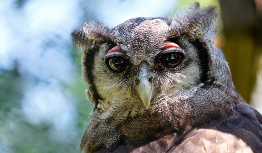 Серая сова с большими глазами