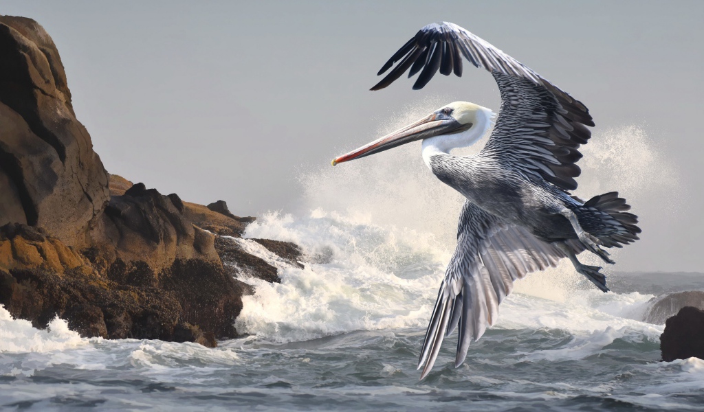 Great Pelican flies over the sea waves
