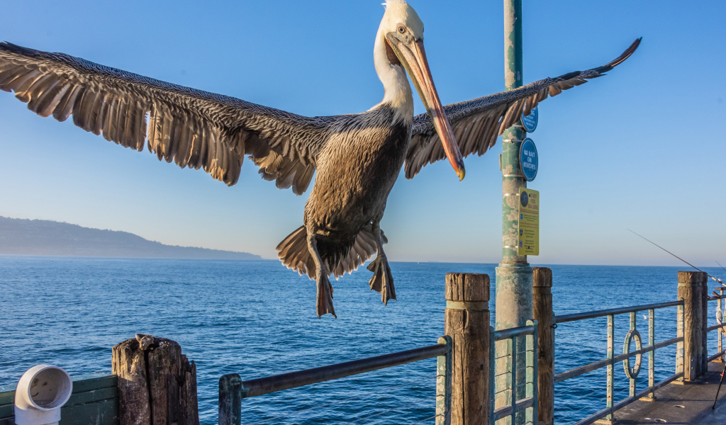 Большой пеликан садится на перила 