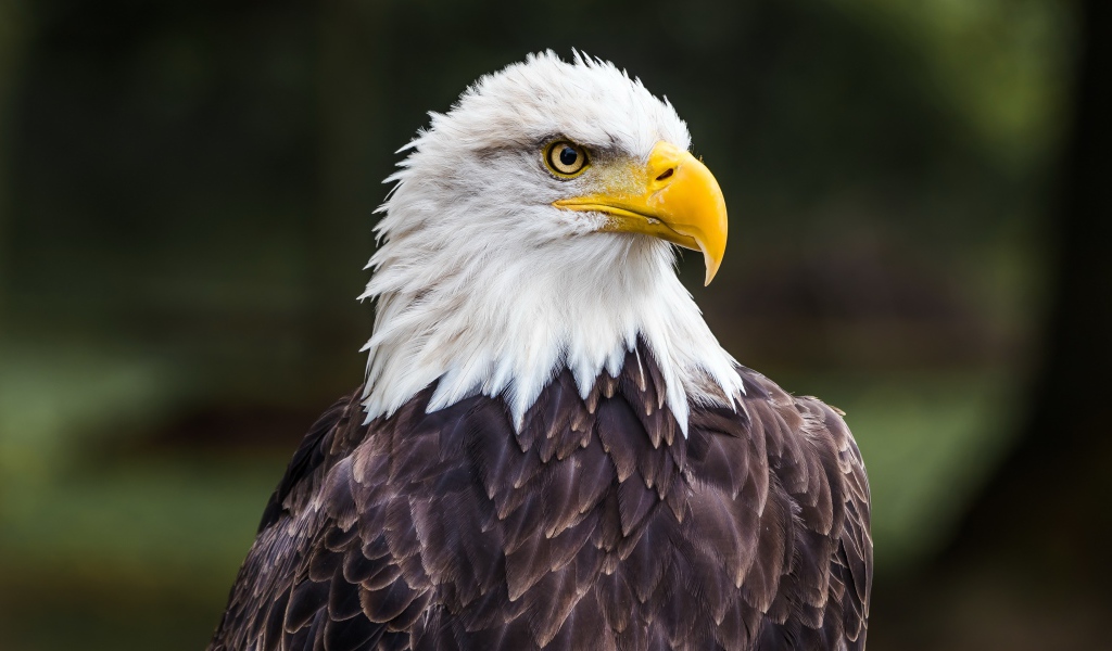 Большой белоголовый орлан с острым желтым клювом