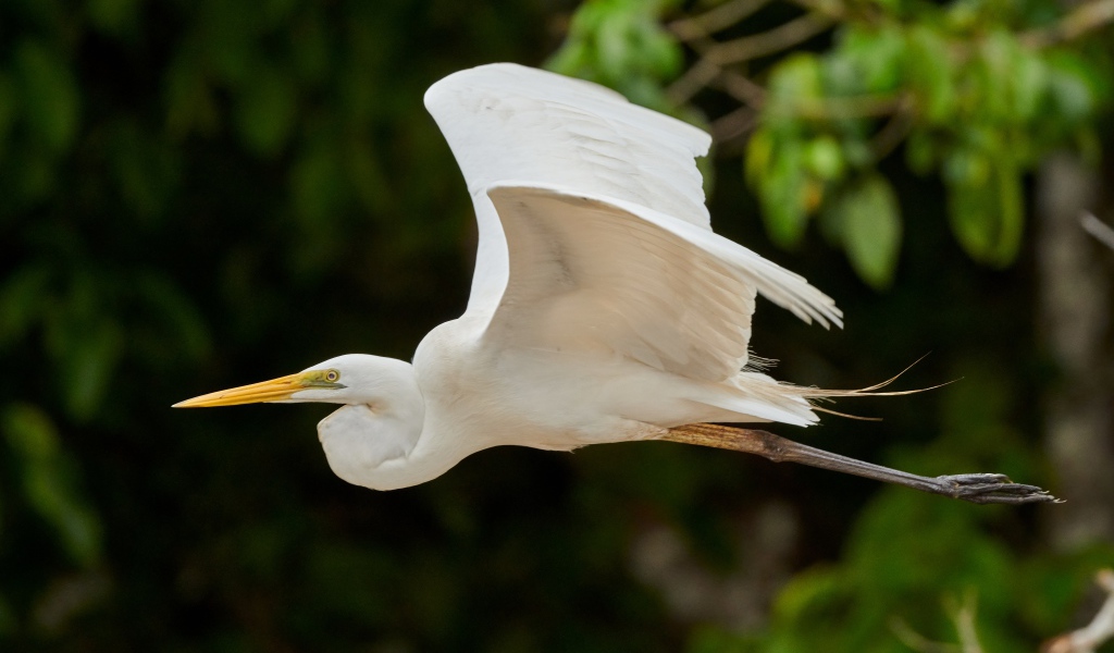 Большая белая цапля пролетает над землей