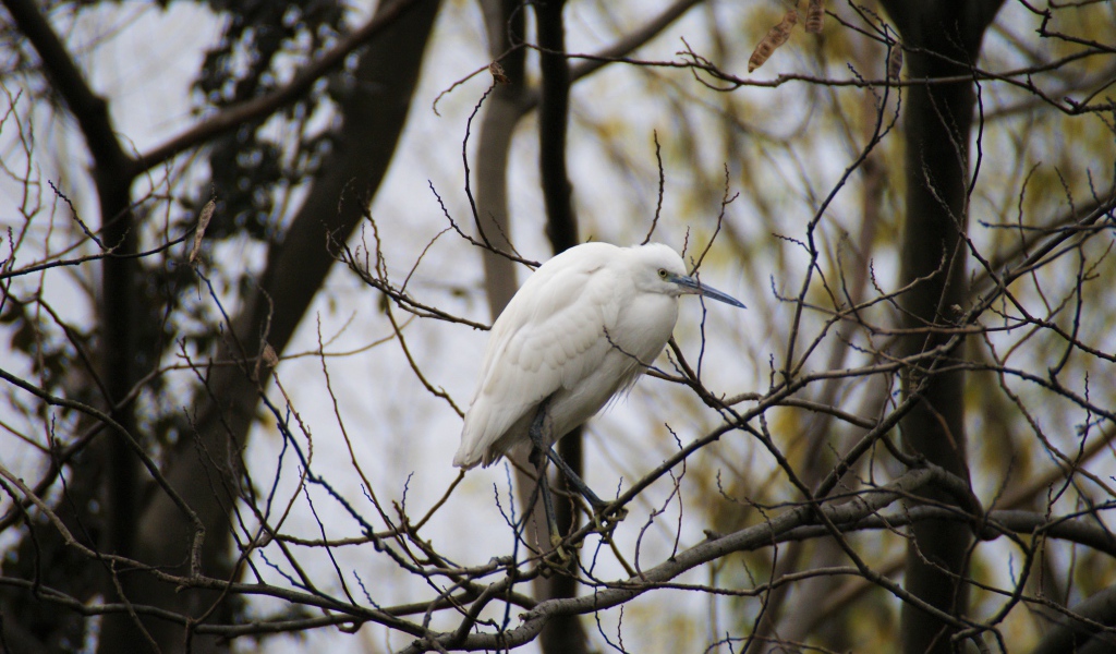Большая белая цапля сидит на ветке дерева 