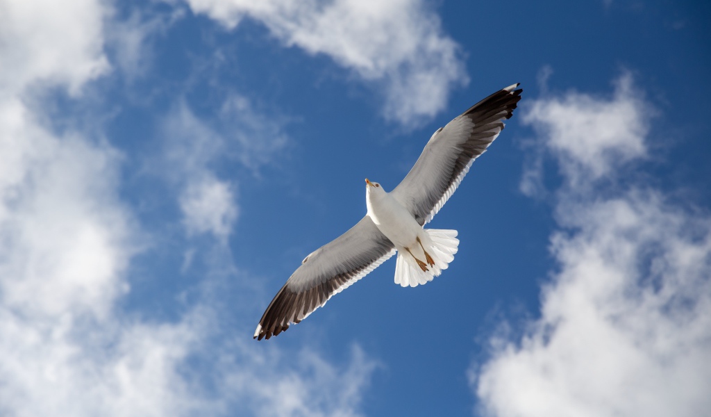 Большая серая чайка в голубом небе 