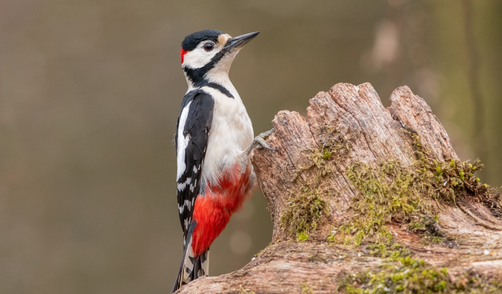 Большой пестрый дятел сидит на сухом дереве 