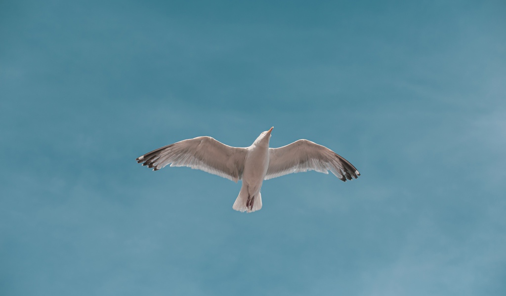 Большая белая чайка летит в голубом небе