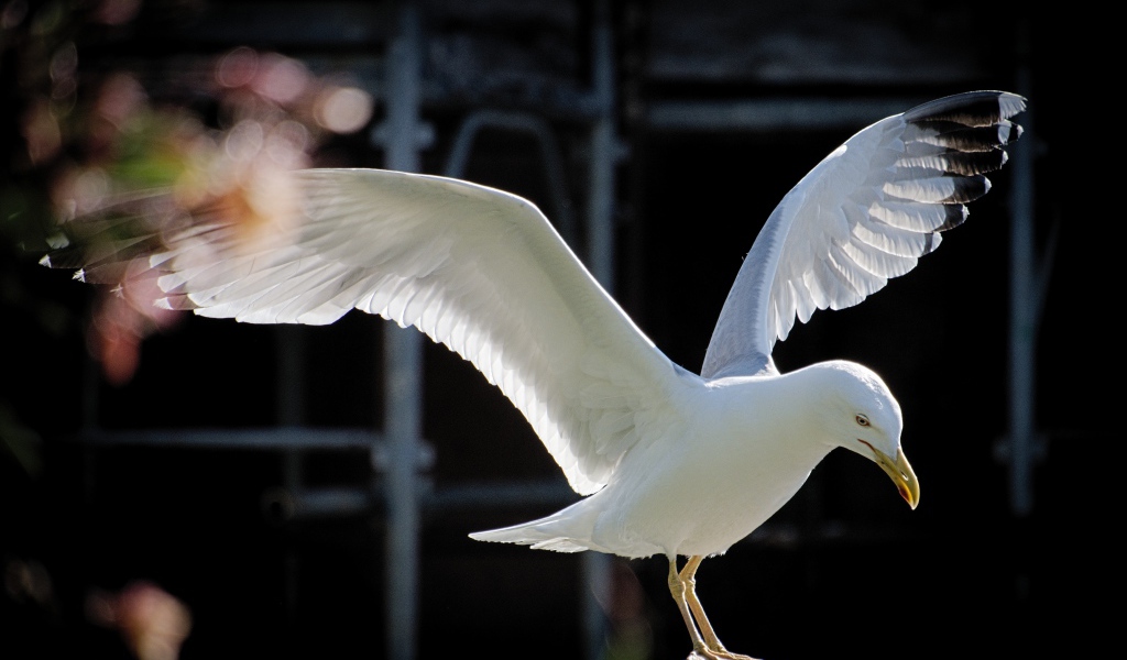 Большая белая чайка сидит на камне 